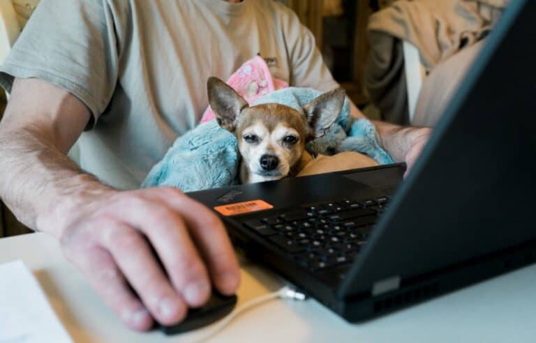 person sitting using a mouse with a laptop as a small dog sits among soft blankets on their lap