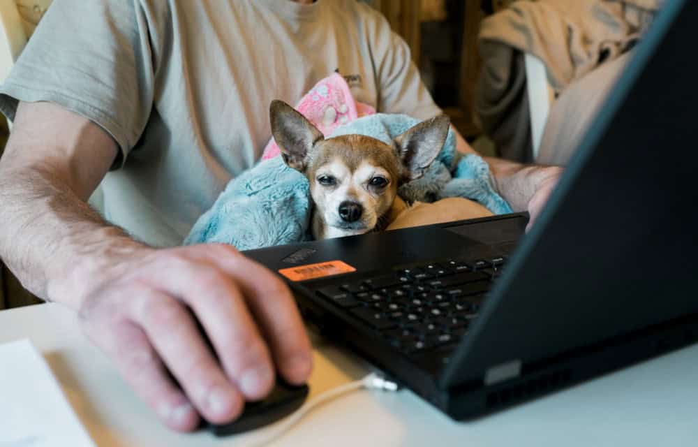 person sitting using a mouse with a laptop as a small dog sits among soft blankets on their lap